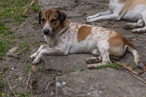 Evcil kreol köpeği ormandaki taş bir yolda oturuyor.