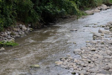Yüzen enkaz ve kayalarla kirlenmiş bir nehir yakınlardaki yeşillikleri ve beton bir duvarı yansıtıyor, kentsel çevre sorunlarını vurguluyor, Bogota nehri