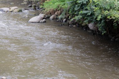 Yüzen enkaz ve kayalarla kirlenmiş bir nehir yakınlardaki yeşillikleri ve beton bir duvarı yansıtıyor, kentsel çevre sorunlarını vurguluyor, Bogota nehri