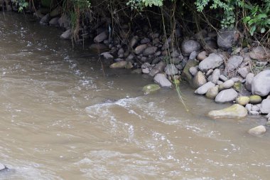 Yüzen enkaz ve kayalarla kirlenmiş bir nehir yakınlardaki yeşillikleri ve beton bir duvarı yansıtıyor, kentsel çevre sorunlarını vurguluyor, Bogota nehri