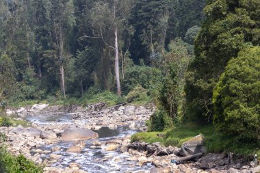 Yüzen enkaz, köpük ve kayalarla kirlenmiş bir nehir yakınlardaki bitki örtüsünü ve beton bir duvarı yansıtıyor, kentsel çevre sorunlarını vurguluyor, Bogota Nehri