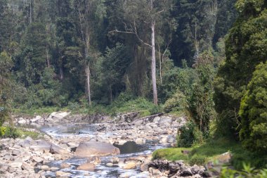 Yüzen enkaz, köpük ve kayalarla kirlenmiş bir nehir yakınlardaki bitki örtüsünü ve beton bir duvarı yansıtıyor, kentsel çevre sorunlarını vurguluyor, Bogota Nehri