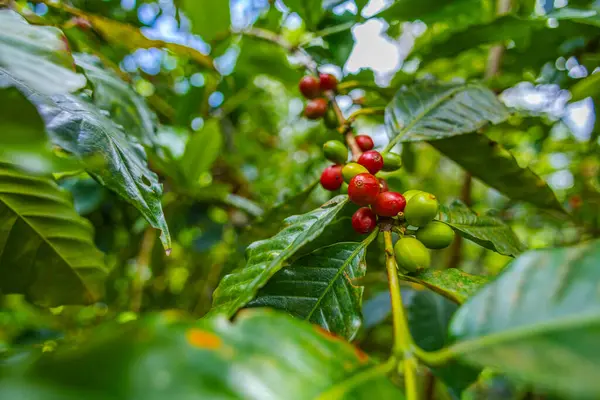 Çiftçilerin tarlayı karıştırdığı organik Kolombiya kahvesi. Çiftçiler tarafından toplanan robusta ve arabika kahve meyveleri, işçiler dallarında Arabika kahve meyveleri, hasat konsepti.
