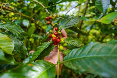 Çiftçilerin tarlayı karıştırdığı organik Kolombiya kahvesi. Çiftçiler tarafından toplanan robusta ve arabika kahve meyveleri, işçiler dallarında Arabika kahve meyveleri, hasat konsepti.