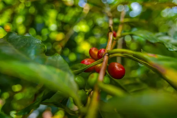 Çiftçilerin tarlayı karıştırdığı organik Kolombiya kahvesi. Çiftçiler tarafından toplanan robusta ve arabika kahve meyveleri, işçiler dallarında Arabika kahve meyveleri, hasat konsepti.