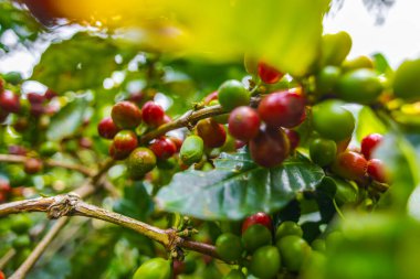 Çiftçilerin tarlayı karıştırdığı organik Kolombiya kahvesi. Çiftçiler tarafından toplanan robusta ve arabika kahve meyveleri, işçiler dallarında Arabika kahve meyveleri, hasat konsepti.