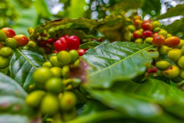 Çiftçilerin tarlayı karıştırdığı organik Kolombiya kahvesi. Çiftçiler tarafından toplanan robusta ve arabika kahve meyveleri, işçiler dallarında Arabika kahve meyveleri, hasat konsepti.