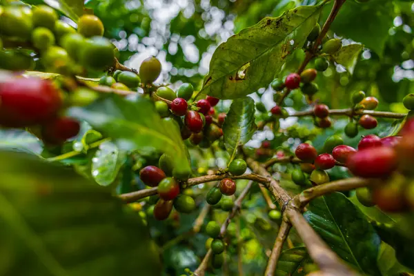Çiftçilerin tarlayı karıştırdığı organik Kolombiya kahvesi. Çiftçiler tarafından toplanan robusta ve arabika kahve meyveleri, işçiler dallarında Arabika kahve meyveleri, hasat konsepti.