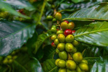 Çiftçilerin tarlayı karıştırdığı organik Kolombiya kahvesi. Çiftçiler tarafından toplanan robusta ve arabika kahve meyveleri, işçiler dallarında Arabika kahve meyveleri, hasat konsepti.
