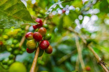 Çiftçilerin tarlayı karıştırdığı organik Kolombiya kahvesi. Çiftçiler tarafından toplanan robusta ve arabika kahve meyveleri, işçiler dallarında Arabika kahve meyveleri, hasat konsepti.