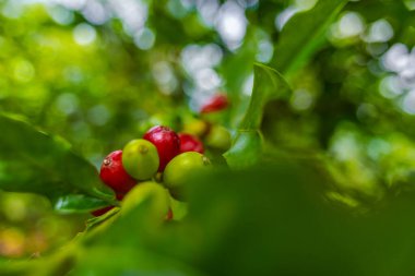 Çiftçilerin tarlayı karıştırdığı organik Kolombiya kahvesi. Çiftçiler tarafından toplanan robusta ve arabika kahve meyveleri, işçiler dallarında Arabika kahve meyveleri, hasat konsepti.