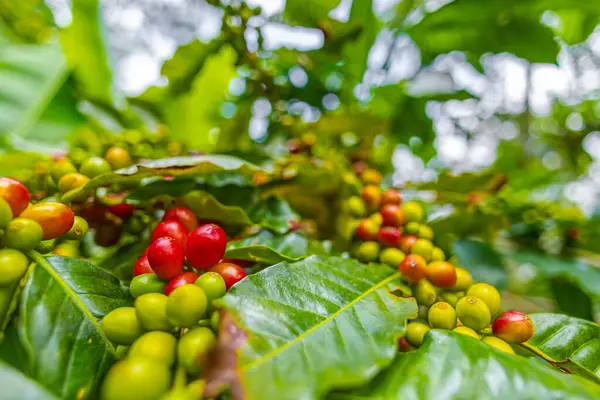 Çiftçilerin tarlayı karıştırdığı organik Kolombiya kahvesi. Çiftçiler tarafından toplanan robusta ve arabika kahve meyveleri, işçiler dallarında Arabika kahve meyveleri, hasat konsepti.
