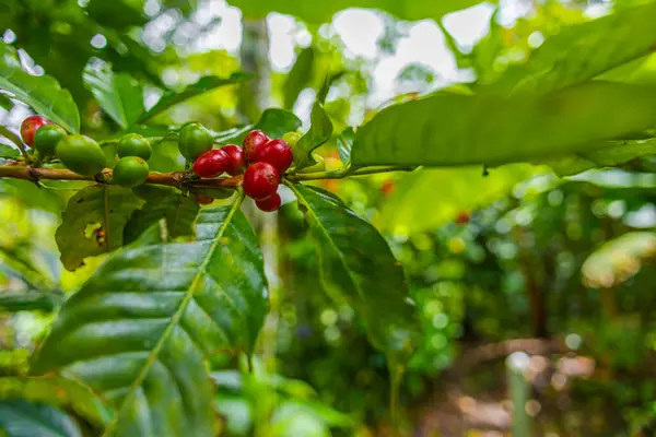 Çiftçilerin tarlayı karıştırdığı organik Kolombiya kahvesi. Çiftçiler tarafından toplanan robusta ve arabika kahve meyveleri, işçiler dallarında Arabika kahve meyveleri, hasat konsepti.