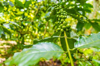 Çiftçilerin tarlayı karıştırdığı organik Kolombiya kahvesi. Çiftçiler tarafından toplanan robusta ve arabika kahve meyveleri, işçiler dallarında Arabika kahve meyveleri, hasat konsepti.
