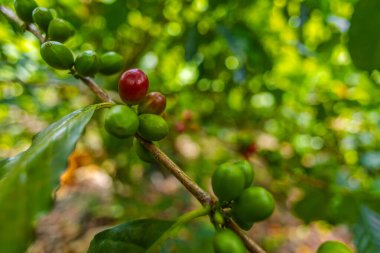 Çiftçilerin tarlayı karıştırdığı organik Kolombiya kahvesi. Çiftçiler tarafından toplanan robusta ve arabika kahve meyveleri, işçiler dallarında Arabika kahve meyveleri, hasat konsepti.