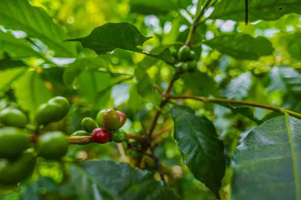 Çiftçilerin tarlayı karıştırdığı organik Kolombiya kahvesi. Çiftçiler tarafından toplanan robusta ve arabika kahve meyveleri, işçiler dallarında Arabika kahve meyveleri, hasat konsepti.