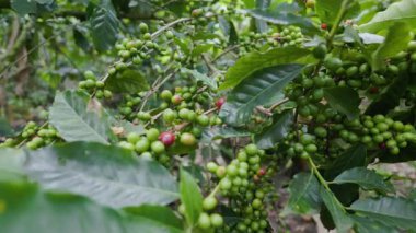 Çiftçilerin tarlayı karıştırdığı organik Kolombiya kahvesi. Çiftçiler tarafından toplanan robusta ve arabika kahve meyveleri, işçiler dallarında Arabika kahve meyveleri, hasat konsepti.