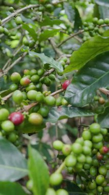 Çiftçilerin tarlayı karıştırdığı organik Kolombiya kahvesi. Çiftçiler tarafından toplanan robusta ve arabika kahve meyveleri, işçiler dallarında Arabika kahve meyveleri, hasat konsepti.