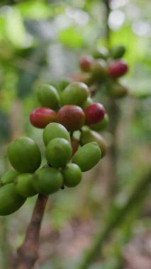Çiftçilerin tarlayı karıştırdığı organik Kolombiya kahvesi. Çiftçiler tarafından toplanan robusta ve arabika kahve meyveleri, işçiler dallarında Arabika kahve meyveleri, hasat konsepti.
