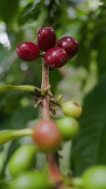 Çiftçilerin tarlayı karıştırdığı organik Kolombiya kahvesi. Çiftçiler tarafından toplanan robusta ve arabika kahve meyveleri, işçiler dallarında Arabika kahve meyveleri, hasat konsepti.