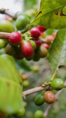 Çiftçilerin tarlayı karıştırdığı organik Kolombiya kahvesi. Çiftçiler tarafından toplanan robusta ve arabika kahve meyveleri, işçiler dallarında Arabika kahve meyveleri, hasat konsepti.