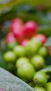 Çiftçilerin tarlayı karıştırdığı organik Kolombiya kahvesi. Çiftçiler tarafından toplanan robusta ve arabika kahve meyveleri, işçiler dallarında Arabika kahve meyveleri, hasat konsepti.