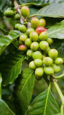 Çiftçilerin tarlayı karıştırdığı organik Kolombiya kahvesi. Çiftçiler tarafından toplanan robusta ve arabika kahve meyveleri, işçiler dallarında Arabika kahve meyveleri, hasat konsepti.