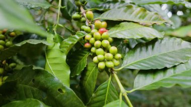 Çiftçilerin tarlayı karıştırdığı organik Kolombiya kahvesi. Çiftçiler tarafından toplanan robusta ve arabika kahve meyveleri, işçiler dallarında Arabika kahve meyveleri, hasat konsepti.