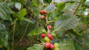 Çiftçilerin tarlayı karıştırdığı organik Kolombiya kahvesi. Çiftçiler tarafından toplanan robusta ve arabika kahve meyveleri, işçiler dallarında Arabika kahve meyveleri, hasat konsepti.