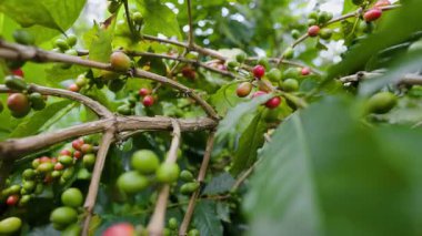 Çiftçilerin tarlayı karıştırdığı organik Kolombiya kahvesi. Çiftçiler tarafından toplanan robusta ve arabika kahve meyveleri, işçiler dallarında Arabika kahve meyveleri, hasat konsepti.