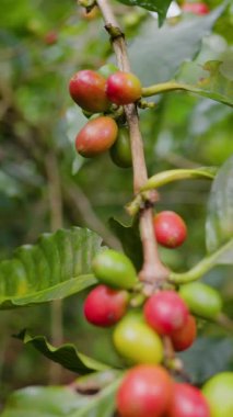 Çiftçilerin tarlayı karıştırdığı organik Kolombiya kahvesi. Çiftçiler tarafından toplanan robusta ve arabika kahve meyveleri, işçiler dallarında Arabika kahve meyveleri, hasat konsepti.