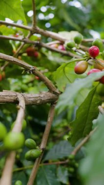 Çiftçilerin tarlayı karıştırdığı organik Kolombiya kahvesi. Çiftçiler tarafından toplanan robusta ve arabika kahve meyveleri, işçiler dallarında Arabika kahve meyveleri, hasat konsepti.