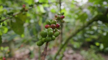 Çiftçilerin tarlayı karıştırdığı organik Kolombiya kahvesi. Çiftçiler tarafından toplanan robusta ve arabika kahve meyveleri, işçiler dallarında Arabika kahve meyveleri, hasat konsepti.