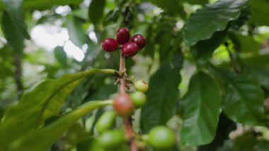 Çiftçilerin tarlayı karıştırdığı organik Kolombiya kahvesi. Çiftçiler tarafından toplanan robusta ve arabika kahve meyveleri, işçiler dallarında Arabika kahve meyveleri, hasat konsepti.