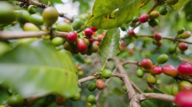 Çiftçilerin tarlayı karıştırdığı organik Kolombiya kahvesi. Çiftçiler tarafından toplanan robusta ve arabika kahve meyveleri, işçiler dallarında Arabika kahve meyveleri, hasat konsepti.
