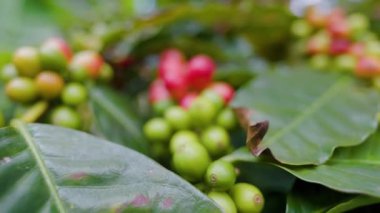 Çiftçilerin tarlayı karıştırdığı organik Kolombiya kahvesi. Çiftçiler tarafından toplanan robusta ve arabika kahve meyveleri, işçiler dallarında Arabika kahve meyveleri, hasat konsepti.