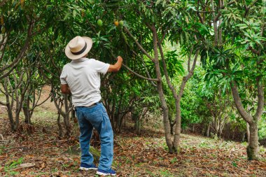Son sınıf öğrencisi şapkasını takmış dağlardaki bir ormanda mutlu bir şekilde yürüyor ve dinleniyor.