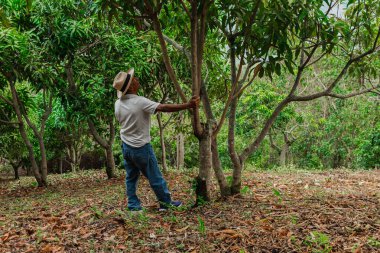 Son sınıf öğrencisi şapkasını takmış dağlardaki bir ormanda mutlu bir şekilde yürüyor ve dinleniyor.
