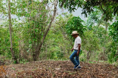 Son sınıf öğrencisi şapkasını takmış dağlardaki bir ormanda mutlu bir şekilde yürüyor ve dinleniyor.