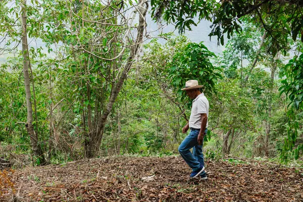 Son sınıf öğrencisi şapkasını takmış dağlardaki bir ormanda mutlu bir şekilde yürüyor ve dinleniyor.