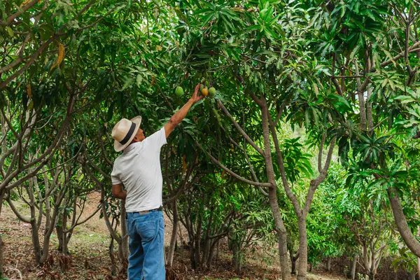 Son sınıf öğrencisi şapkasını takmış dağlardaki bir ormanda mutlu bir şekilde yürüyor ve dinleniyor.