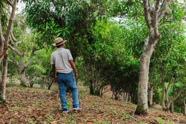 Son sınıf öğrencisi şapkasını takmış dağlardaki bir ormanda mutlu bir şekilde yürüyor ve dinleniyor.