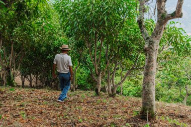 Son sınıf öğrencisi şapkasını takmış dağlardaki bir ormanda mutlu bir şekilde yürüyor ve dinleniyor.