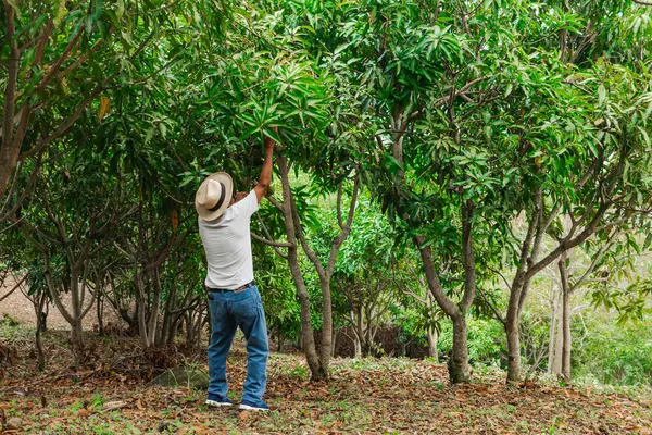 Son sınıf öğrencisi şapkasını takmış dağlardaki bir ormanda mutlu bir şekilde yürüyor ve dinleniyor.
