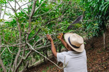 Yaşlı bir çiftçi, şapkası ve palası ile ormandaki bazı ağaçları buduyor.