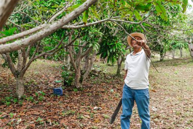 Yaşlı bir çiftçi, şapkası ve palası ile ormandaki bazı ağaçları buduyor.