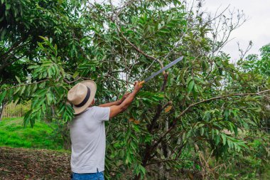 Yaşlı bir çiftçi, şapkası ve palası ile ormandaki bazı ağaçları buduyor.