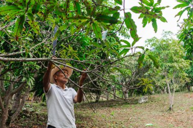 Yaşlı bir çiftçi, şapkası ve palası ile ormandaki bazı ağaçları buduyor.