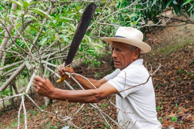 Yaşlı bir çiftçi, şapkası ve palası ile ormandaki bazı ağaçları buduyor.