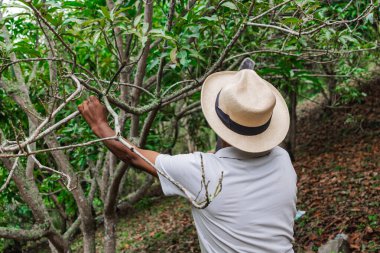 Yaşlı bir çiftçi, şapkası ve palası ile ormandaki bazı ağaçları buduyor.